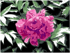 From my summer garden, a limited edition by Markku Piri serigraphic press Peonie II