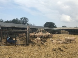 Quando i mangimi sono di qualità il prodotto finale diventa un capolavoro 